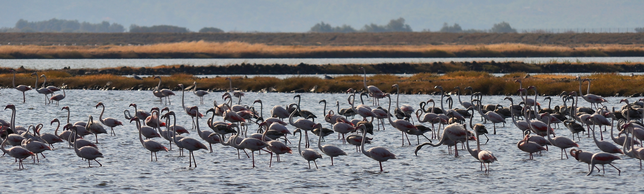 Flamingos